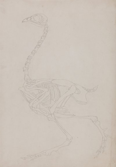 Vergelijkende Anatomische Expositie van de Structuur van het Menselijk Lichaam met die van een Tijger en een Koe door George Stubbs